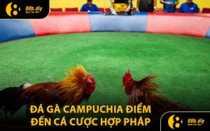 Đá Gà Campuchia Điểm Đến Cá Cược Hợp Pháp